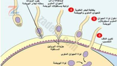 صورة لمراحل عملية الإخصاب