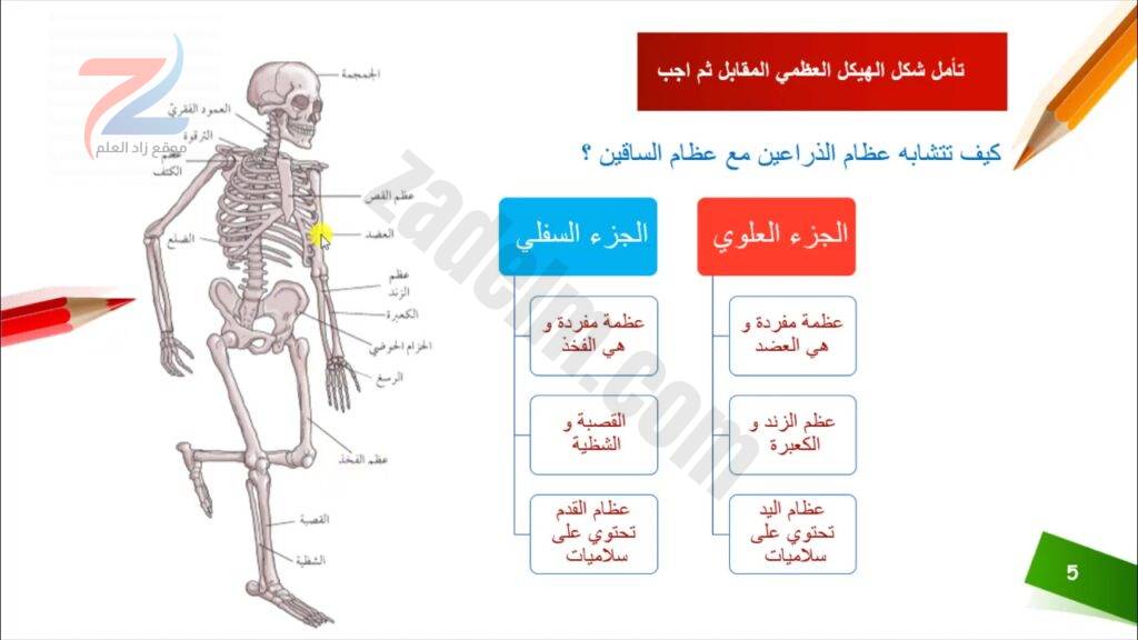 شرح درس الهيكل العظمي للانسان علوم الصف السابع 