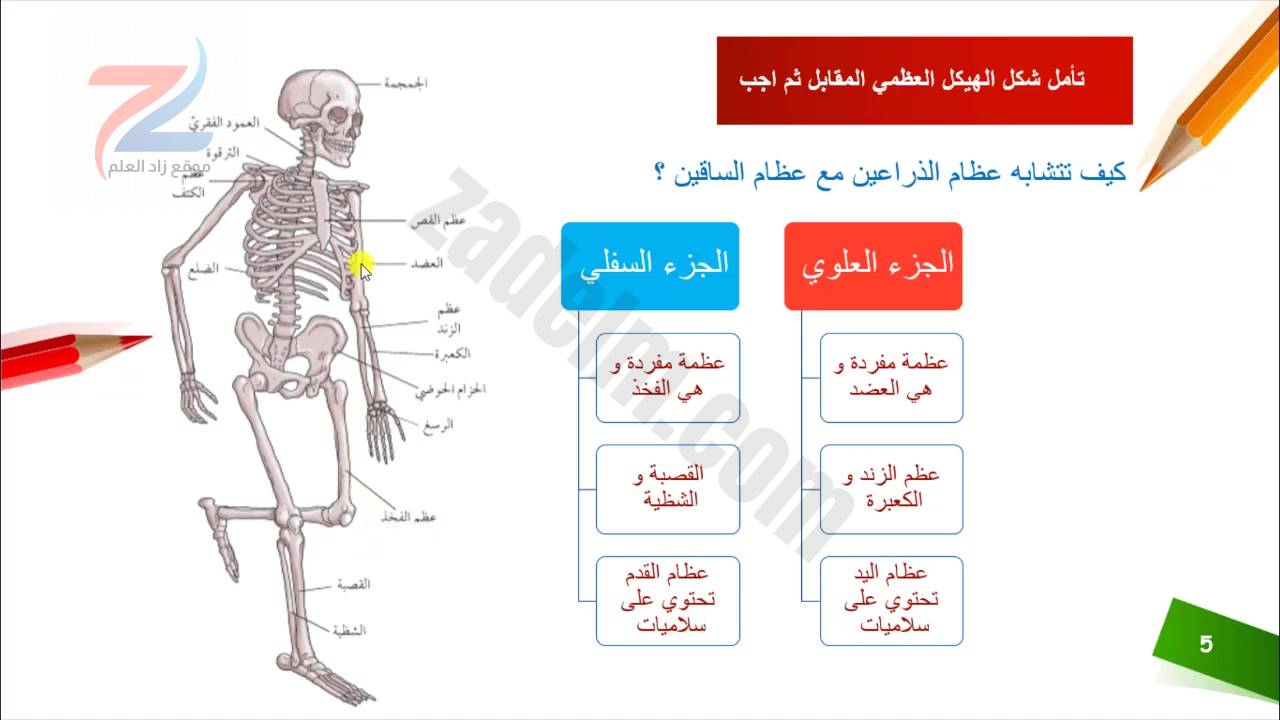 شرح درس الهيكل العظمي للانسان علوم الصف السابع موقع زاد العلم