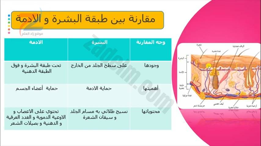 شرح درس الجلد علوم الصف العاشر