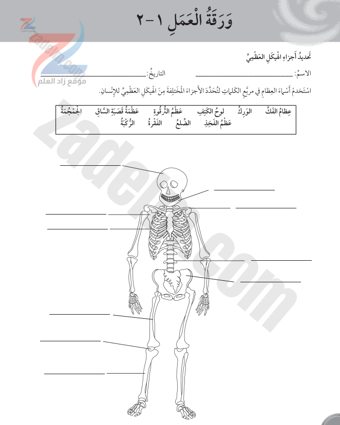 اجابات درس الهيكل العظمي للانسان 1 2 لمادة العلوم للصف الرابع الفصل