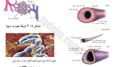 شرح شامل من 26 صفحة لدرس الاوعية الدموية لمادة الاحياء للصف العاشر الفصل الدراسي الاول