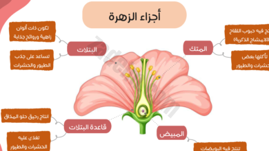 عرض تقديمي لشرح درس الازهار لمادة العلوم للصف السابع الفصل الدراسي الاول