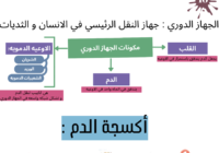 ملخص شامل ومنظم للوحدة الأولى (النقل في الثديات) لمادة الأحياء للصف العاشر الفصل الدراسي الاول المنهج العماني